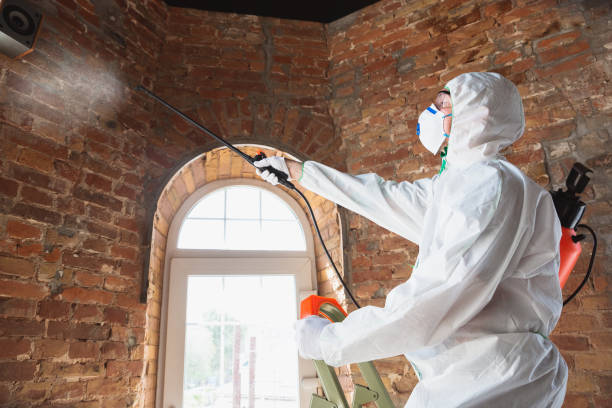 Why You Should Choose Our Mold Remediation Services in Highland Park, TX